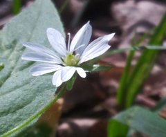 Stellaria bungeana