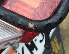 Asiophrida scaphoides