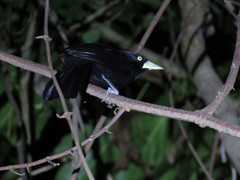 Amblycercus holosericeus