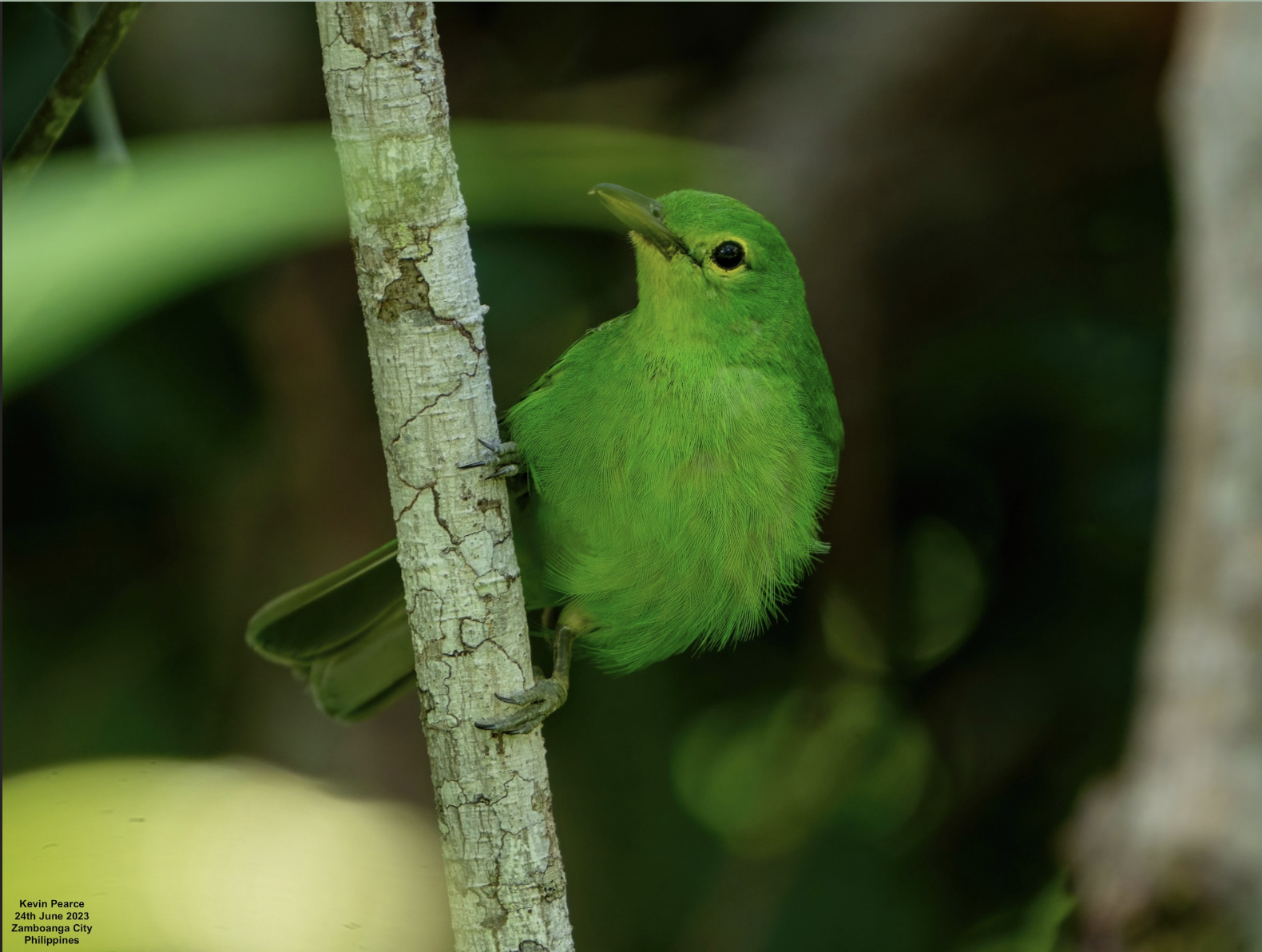 Philippine Leafbird illustration