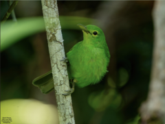 Philippine Leafbird photo 1