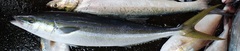 Elagatis bipinnulata
