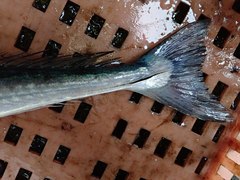 Tylosurus crocodilus crocodilus