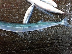 Tylosurus crocodilus crocodilus