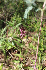 Anacamptis coriophora fragrans