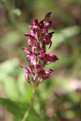 Anacamptis coriophora fragrans
