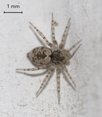 Oecobius maculatus