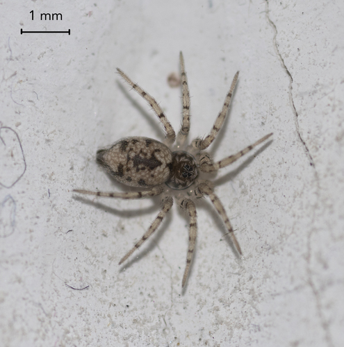 Wall Spiders