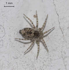 Oecobius maculatus