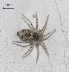 Oecobius maculatus