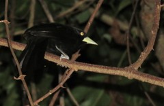 Amblycercus holosericeus