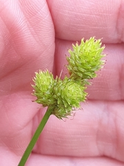 Carex molesta