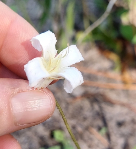 Image of Clematis baldwinii by (c) Athena Philips, some rights reserved (CC BY)