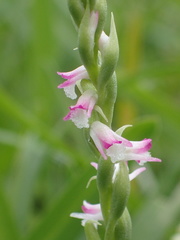 Spiranthes sinensis