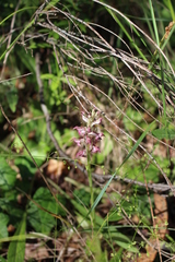 Anacamptis coriophora fragrans