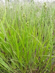 Carex molesta