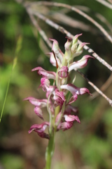Anacamptis coriophora fragrans