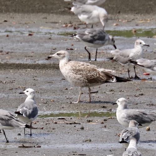 Larus dominicanus image