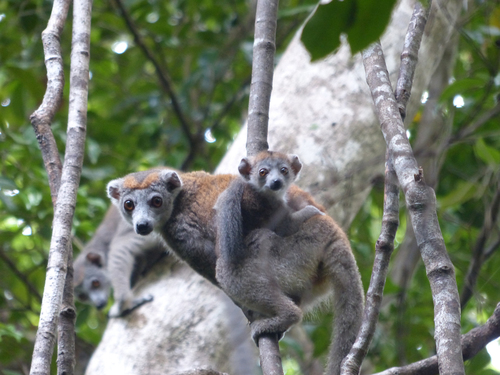 Crowned Lemur