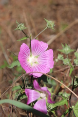 Malva punctata