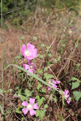 Malva punctata
