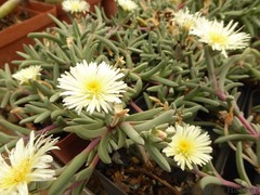 Corpuscularia taylori