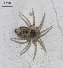 Oecobius maculatus