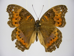 Precis octavia octavia