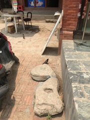 Acridotheres tristis