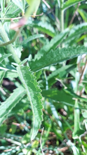 Image of Eupatorium album by (c) Athena Philips, some rights reserved (CC BY)