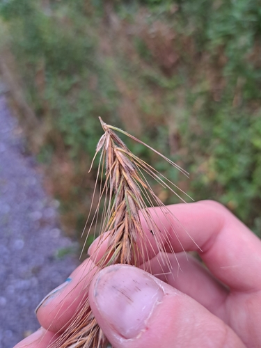 Image of Elymus villosus by (c) Bob Schwartz, some rights reserved (CC BY)