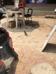 Acridotheres tristis