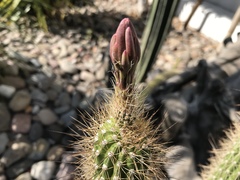Nyctocereus serpentinus