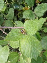 Eupholidoptera leucasi