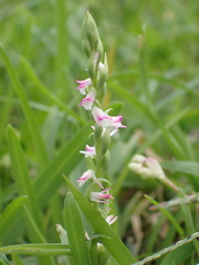 Spiranthes sinensis
