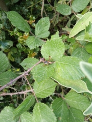 Eupholidoptera leucasi