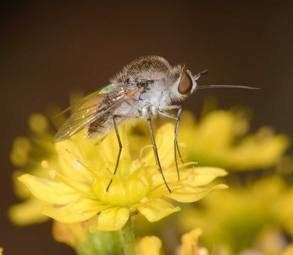 Geron hesperidum