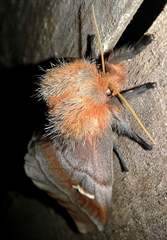 Ormiscodes cinnamomea