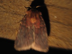 Orthodes cynica