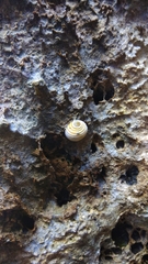 Nerita plicata