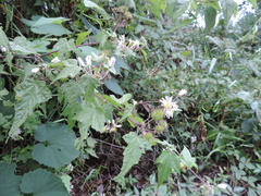 Sparrmannia