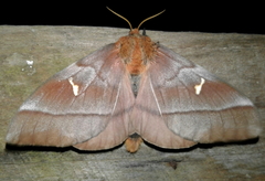 Ormiscodes cinnamomea