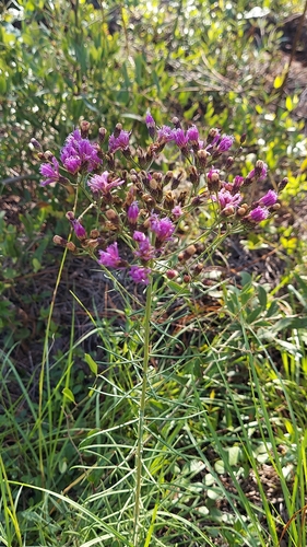Image of Vernonia angustifolia by (c) Athena Philips, some rights reserved (CC BY)