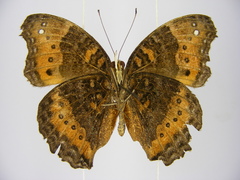 Precis octavia octavia