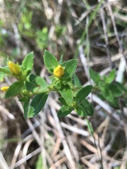 Rhexia lutea