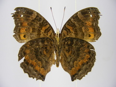 Precis octavia octavia