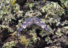 Hamadryas amphinome amphinome