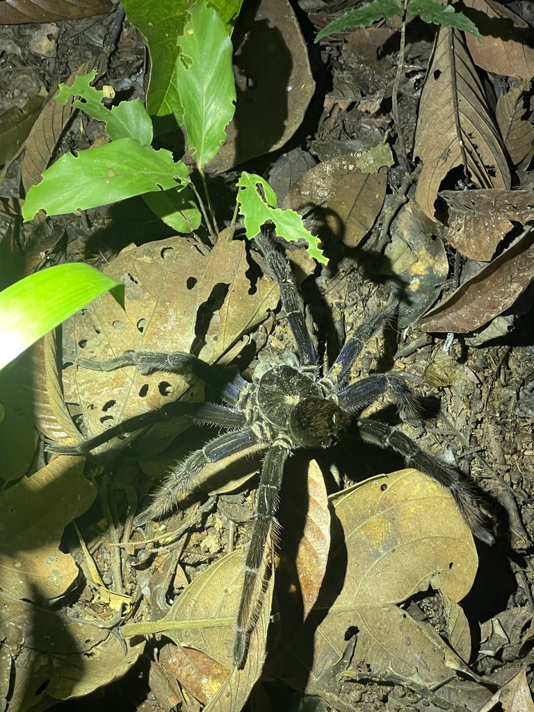 Bolivian blueleg tarantula