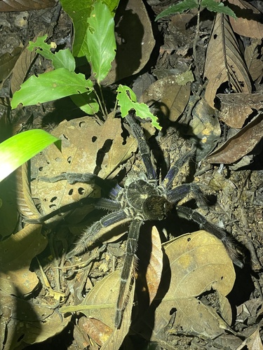 Bolivian blueleg tarantula