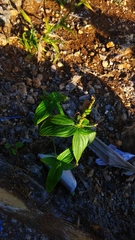 Spigelia